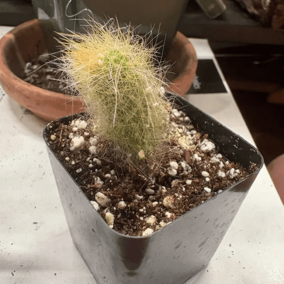 Monkey Tail Cactus, Hildewintera Colademonois, Rare Cactus, Live Succulents, Ship in Bare Roots, 6" to 8'' Long in 2'' Pot