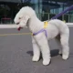 thumbnail image 3 of Correa Para Perros Mascotas De Colores, 3 of 4