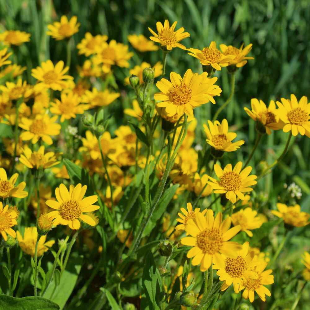 Pure Arnica Organic Oil – Unrefined, Massage & Skincare Treatment