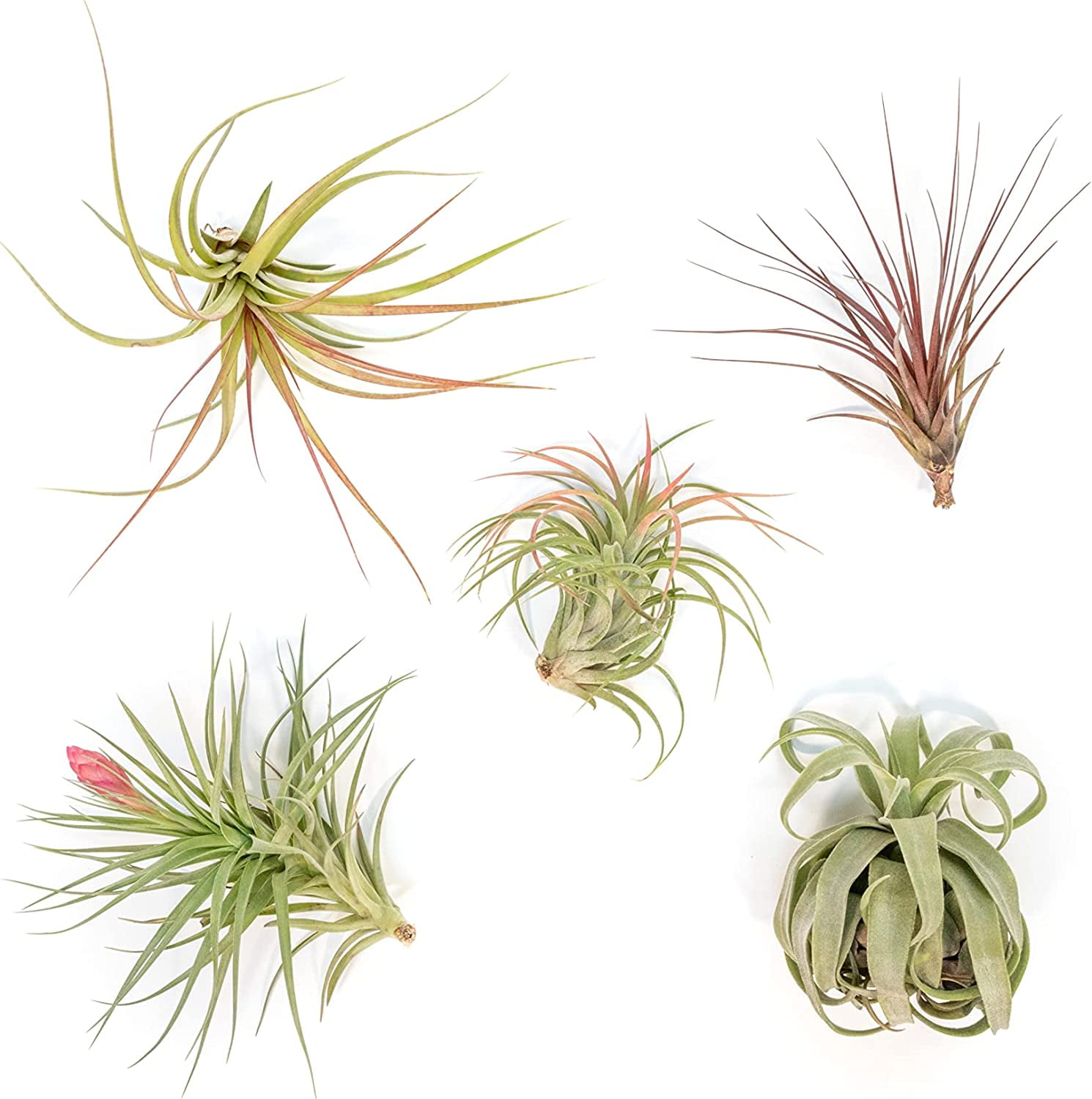 Air Plant Shop Collector Choice Variety Air Plants Pack Wholesale and