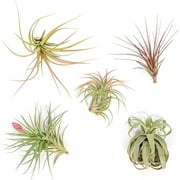 Air Plant Shop Collector Choice Variety Air Plants Pack- Wholesale and Bulk - Succulents - Live Tillandsia - Easy Care Indoor and Outdoor House Plants (Pack of 5)