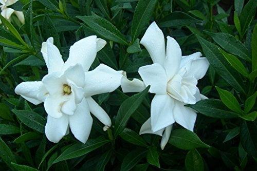 Frostproof Gardenia - 10 Live Plants - Fragrant Blooming Shrub - Gardenia Jasminoides