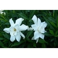 thumbnail image 6 of Frostproof Gardenia - 10 Live Plants - Fragrant Blooming Shrub - Gardenia Jasminoides, 6 of 7