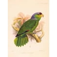 thumbnail image 2 of Smit, Joseph 14x18 Gold Ornate Wood Framed with Double Matting Museum Art Print Titled - Parrot, Chrysotis Finschi, 2 of 4
