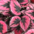 thumbnail image 4 of Red Kiss Begonia - 3 Live Starters in 2 Inch Pots - Begonia Rex 'Red Kiss' - Extremely Rare and Beautiful Vining Indoor Houseplant - Air Purifying, 4 of 9