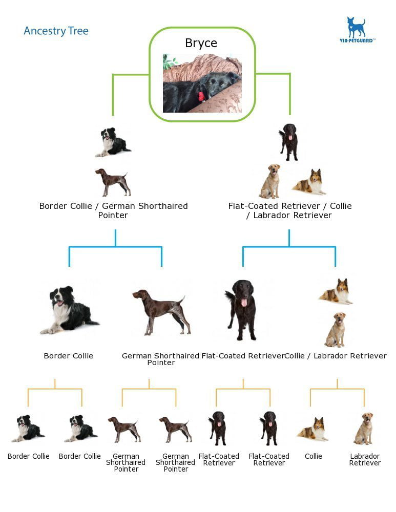 Dog Breed Identification Chart