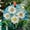 Daisies 2124, variant on Romantic Victorian Rose Ornament Window Hanging Suncatcher, Home Decor Suncatcher Christmas Halloween Mother's Day, 2025, Holiday 2025, Seasonal Holiday Decor, Holiday Souvenir,
