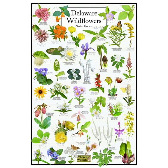 Delaware Wildflowers – Natives Blooms Poster – Delaware Flower Identification Chart