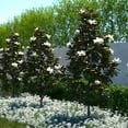 thumbnail image 6 of Little Gem Magnolia Tree, Compact Southern Evergreen with Fragrant Creamy-White Flowers, 6 of 6