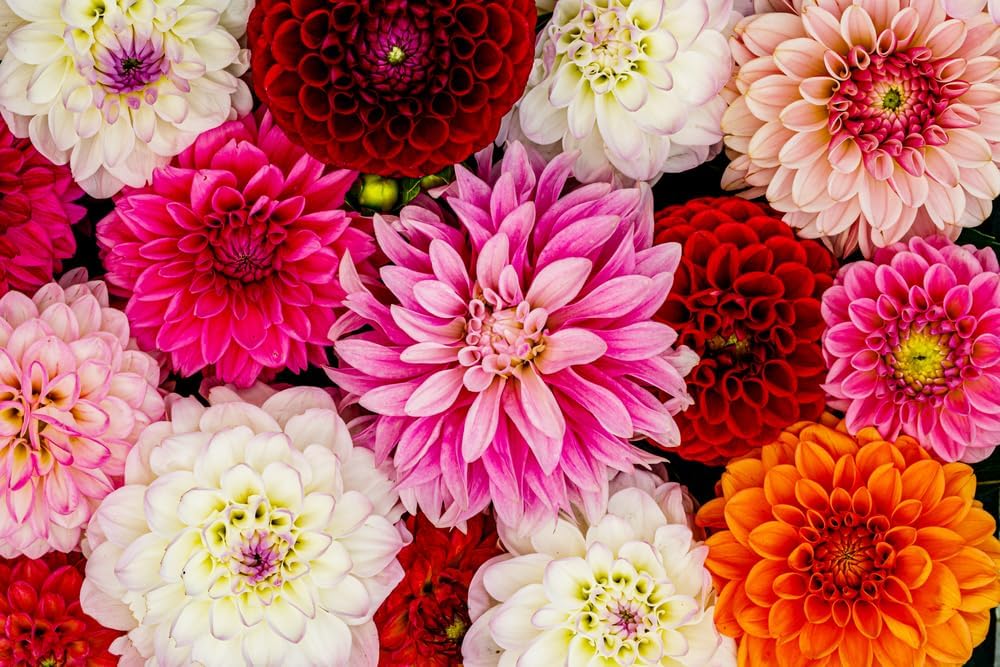 Mixed Dahlia Tubers for Planting - Grow Stunning Perennial Dahlia Flowers - Tubers Produce Much More Than from Seeds. (10 Tubers)