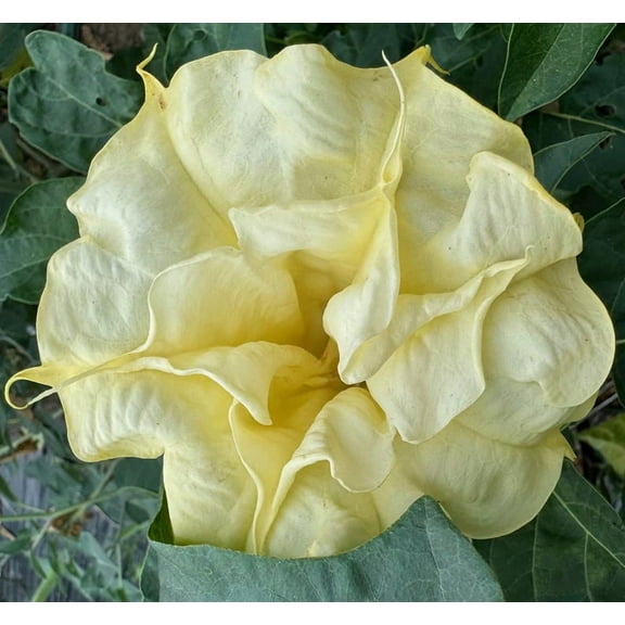 Golden Flames Datura Metel Moonflower Moon Lily Angel's Trumpet Flower Premium Seed Packet