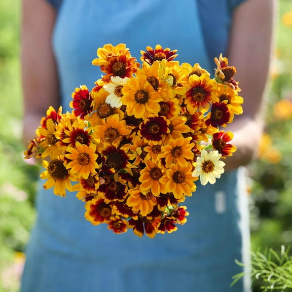 Eden Brothers Mexican Zinnia Seeds - Persian Carpet, Non-GMO Seeds for Planting, Packet | Low-Maintenance Flower Seeds, Plant During Spring, Zones 3, 4, 5, 6, 7, 8, 9, 10