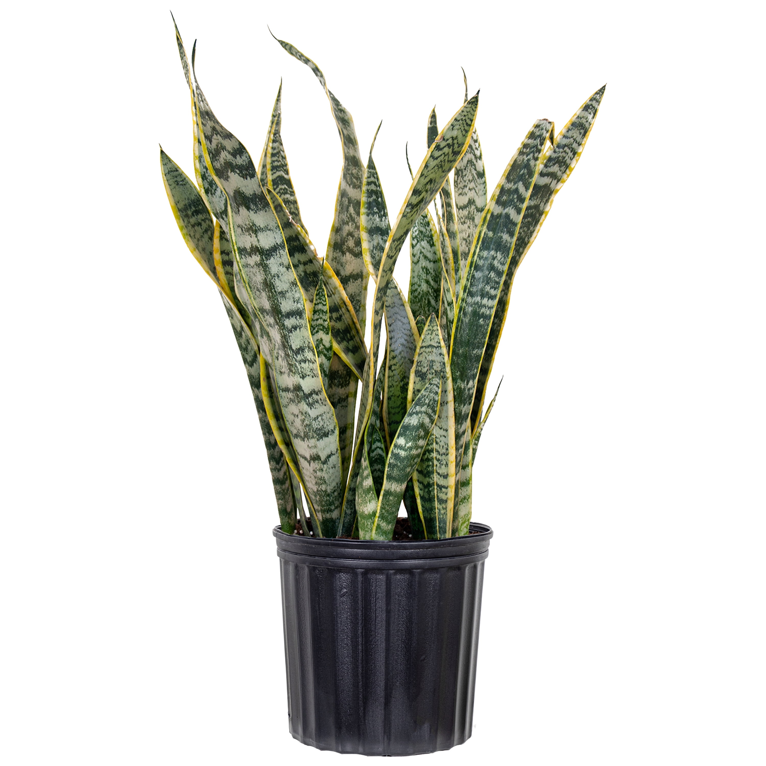 United Nursery Live Sansevieria Laurentii Plant 22-30 inches Tall in 9.25-inch Grower Pot
