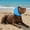 Blue1, variant on Noise Cancelling Ear Wrap, Pet Dog Ear Muffs for Swimming Waterproof Head Cover, Comfortable Quiet Dogs Calming Hoodie, Adjustable for Grooming Bathing & Swimming