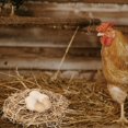 thumbnail image 5 of CNKOO 1 Set Chicken Bedding Liner Chicken Coop Nesting Straw Chicken Bedding Shredded Straw (250g), 5 of 5