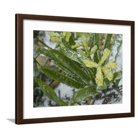 Freezing Rain Coats a Flowering Plant in a Layer of Ice in Early Spring in Colorado Framed Print Wall Art By Jon Van de