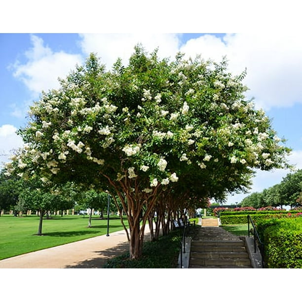 Natchez White Ornamental Flowering Crape Myrtles 4 Live Plants Quart Containers 1 Foot Tall Plant In Landscape And Garden Walmart Com