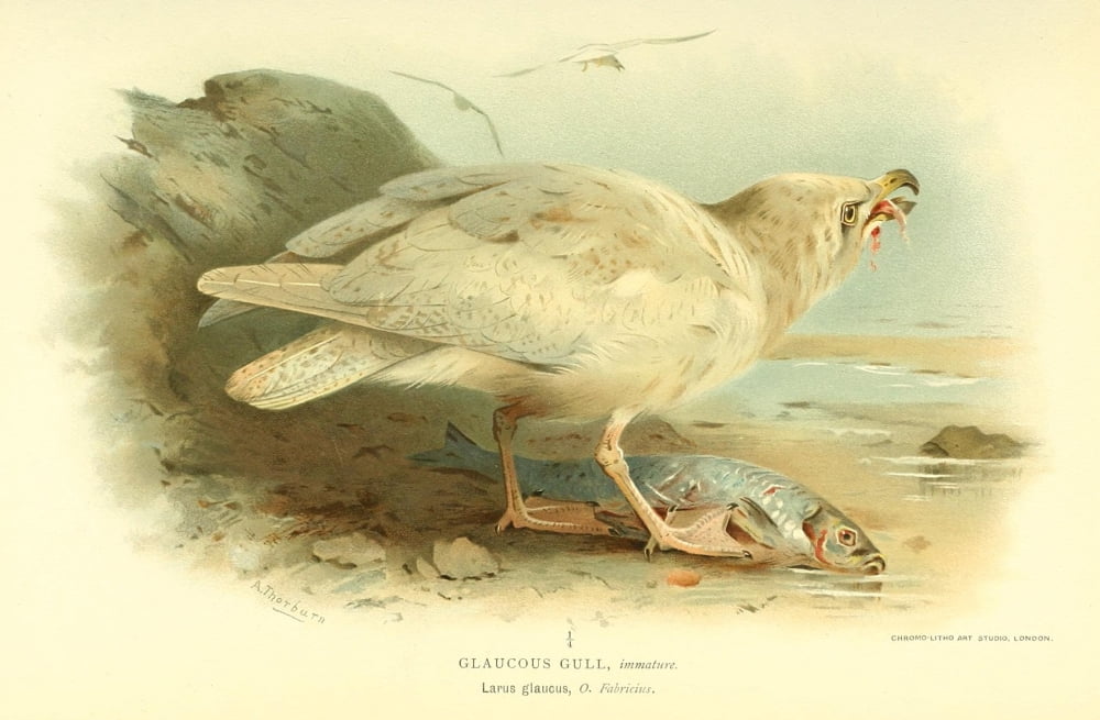 Birds Of The Britis