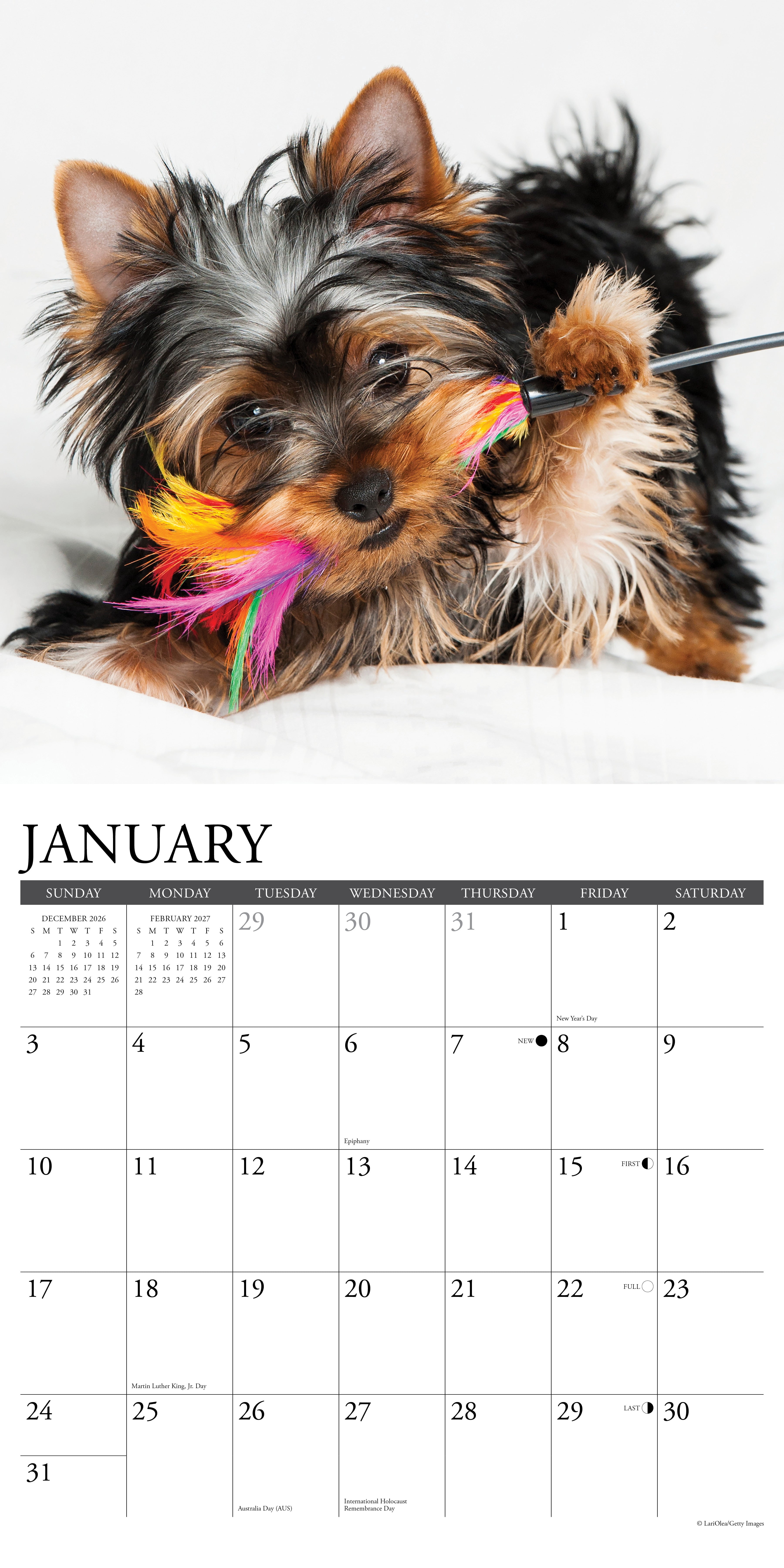 Willow Creek Press, Yorkie Puppies 2027 Wall Calendar