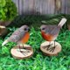 thumbnail image 2 of 2 piezas/juego de pájaros de resina, petirrojo, ruiseñor, decoración en el jardín de hadas, figuras de decoración de animales de granja, 2 of 5