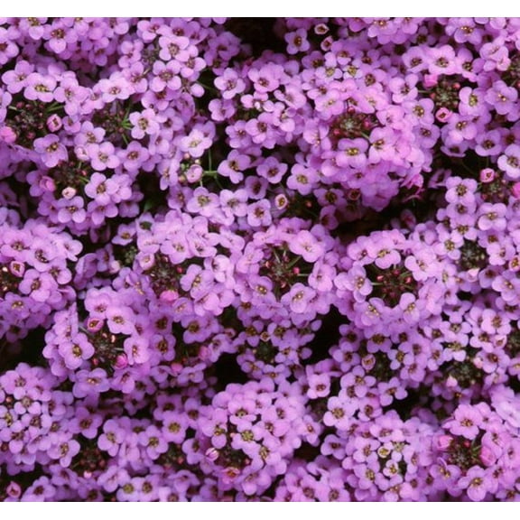 Green River Seeds 25 Sweet Alyssum Lilac Seeds - Tiny Colorful Flowers for Spring and Fall Gardening, Ideal for Hanging Baskets and Pathways