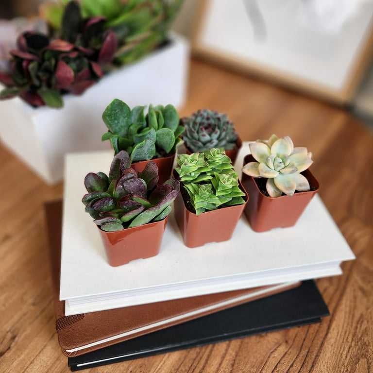 Altman Plants Live Succulent Plants, Assorted Succulents , 2 inch Pots (6 Count)