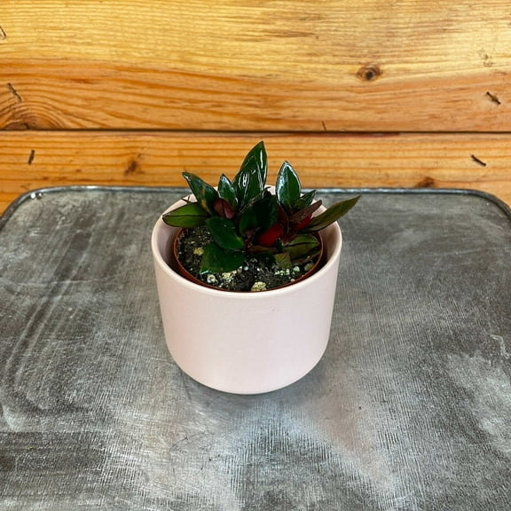 Nematanthus Goldfish Shady Lady Mae, 2" Plant, The Plant Farm