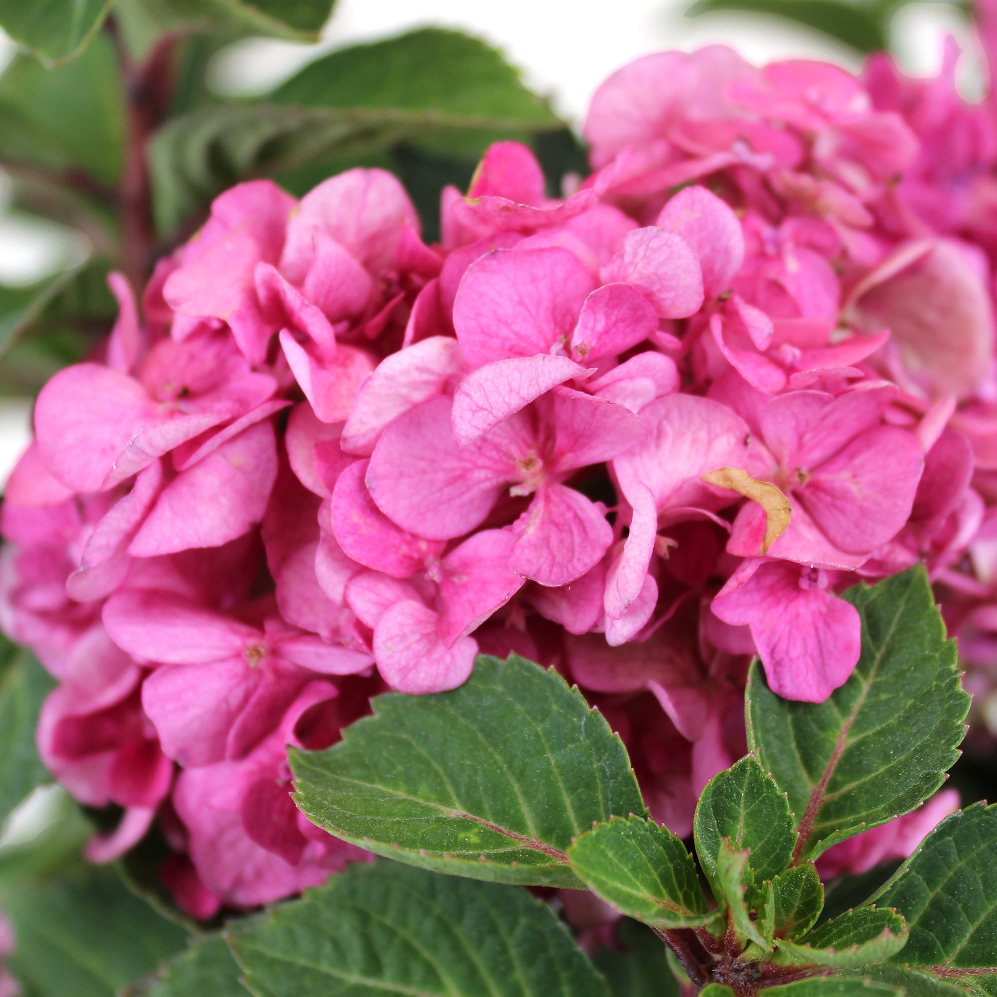 Endless Summer Pink Hydrangea Live Plant Shrub in 2 Gal. Grower Pot
