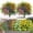 6PCS, variant on chaungfeng 1PC Outdoor Artificial Plant Fake Stems Plants, 13inch Faux Plastic Greenery for Indoor Outside Hanging Garden Porch Window Box Home Wedding Farmhouse for Patio (Purple)