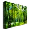 thumbnail image 2 of Trademark Fine Art "Forest Walk in Spring" Canvas Wall Art by Lois Bryan, 2 of 3