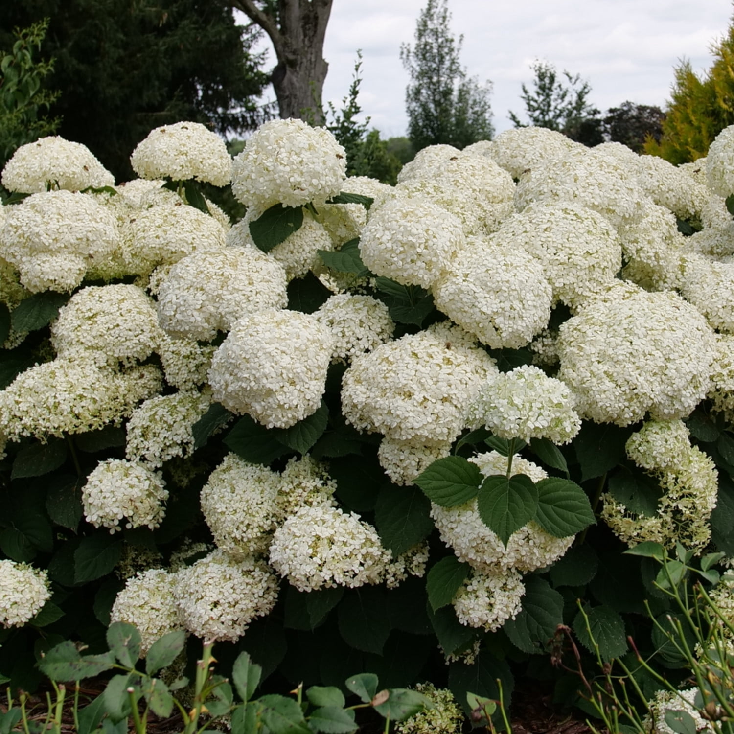 Proven Winners ColorChoice 6" White Incrediball Storm Proof Smooth Hydrangea Live Plant in 7.5" Pot