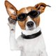 thumbnail image 5 of ZHAOCHENG Gafas para perros, gafas de sol para mascotas, gafas plegables para perros, gafas de sol con protección UV (negro), 5 of 5
