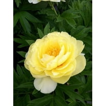 Dailylily Nursery Hybrid Peony Plant Bulbs (3 Count), Huge Yellow Double Blooms