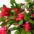 thumbnail image 5 of Red Christmas Cactus Live Tree Indoor Outdoor Plant, Christmas Cactus Live Plant 3in for Seasonal Home Décor, 5 of 7