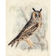 thumbnail image 2 of Meyer, H.L. 20x24 Black Ornate Wood Framed with Double Matting Museum Art Print Titled - Meyer Long-Eared Owl, 2 of 4