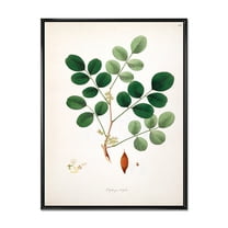 Designart 'Ancient Plant Life XI' Farmhouse Framed Canvas Wall Art Print
