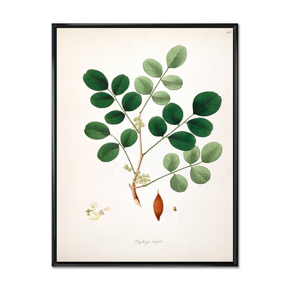 Designart 'Ancient Plant Life XI' Farmhouse Framed Canvas Wall Art Print