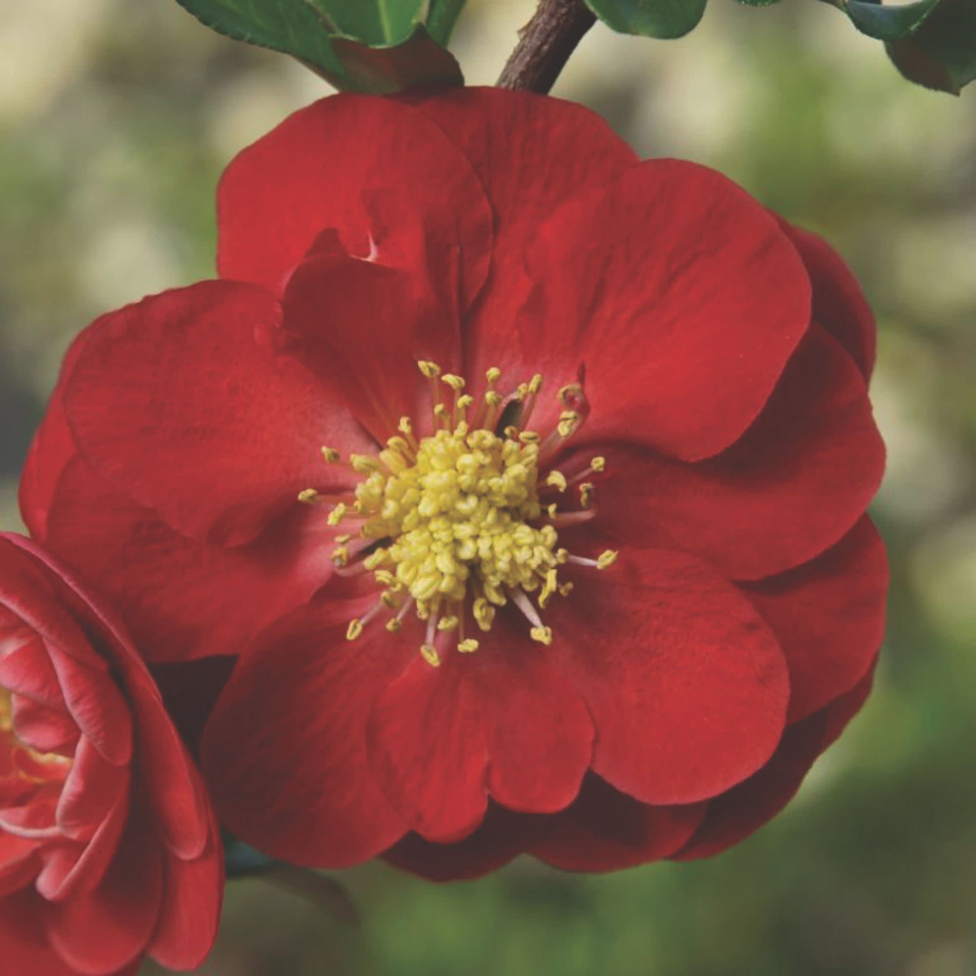 Proven Winners ColorChoice 5" Red Double Take Scarlet Quince Live Plant in 4.5" Pot (4 Count)