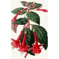 thumbnail image 2 of Anonymous 16x24 Gold Ornate Framed and Double Matted Museum Art Print Titled - Fuchsia Dominiana (1852-1861), 2 of 4