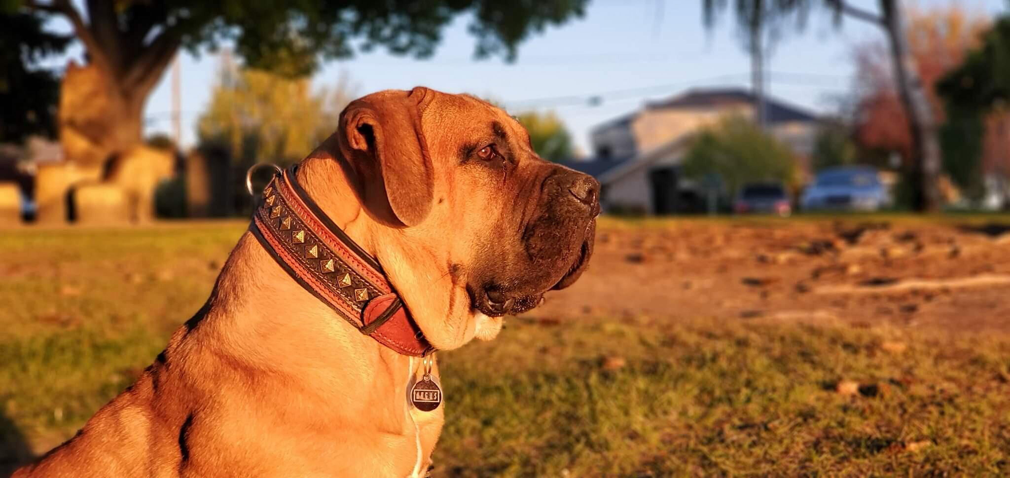 The "Balteus" Brown Leather Dog Collar for Large Dog Breeds