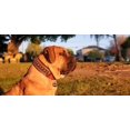 thumbnail image 6 of The "Balteus" Brown Leather Dog Collar for Large Dog Breeds, 6 of 6