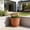 Red, variant on Votnto 8.07 Inch Retro Plastic Plant Pot with Drainage Tray, Breathable Root Control Planter for Indoor Outdoor Plants, 4 Colors