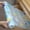 1-e, variant on Easy Tear Perforated Drawer Liner Kitchen, Easy Tear Drawer Liner