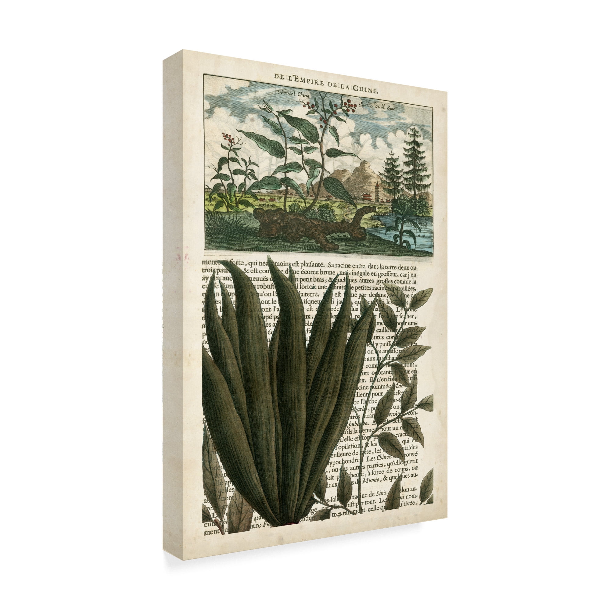 Trademark Fine Art 'Journal of the Tropics III' Canvas Art by Vision Studio