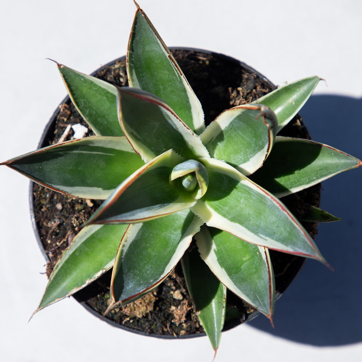 Altman Plants Striped Rare Agave 'Snowglow' Uncommon & Unique Succulent in 3.5" Grower Pot