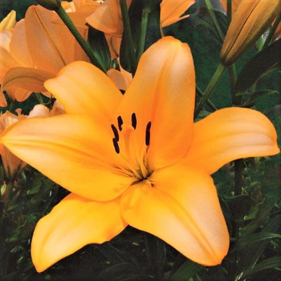 Easy to Grow Lilium Asiatic Lily Globe 3 Plant Bulbs, Summer Outdoor Zones 4-9