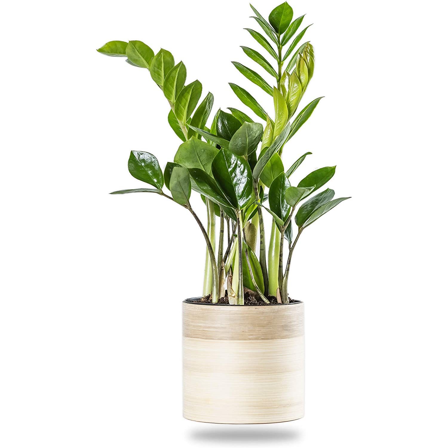 5" ZZ Plant in Pot Live House Plant in EcoFriendly Pot Raven ZZ Indoor Plant Zanzibar I
