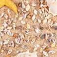 thumbnail image 4 of 1 Caja de Naturales Variadas de Decoración SM SunniMix Conchas de caracol natural, 4 of 8