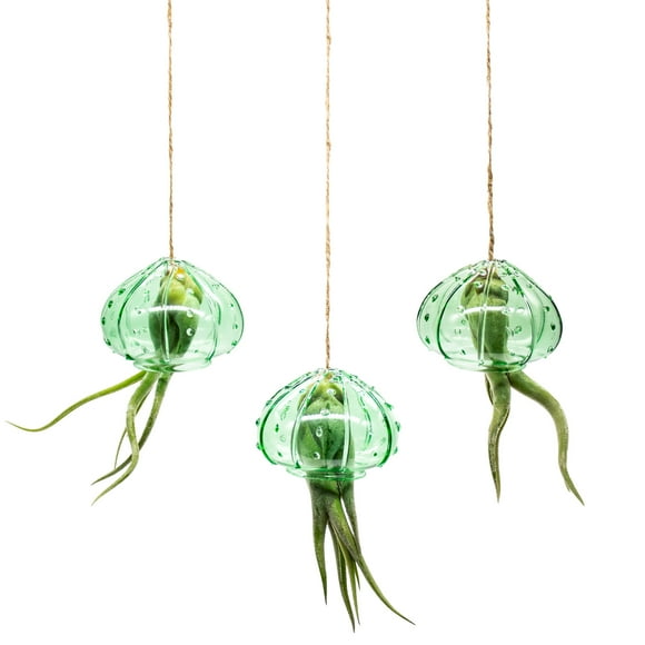 NW Wholesaler - Set of 3 Glass Jelly Fish with Tillandsia Air Plant Arrangement | Emerald Glass - Hanging Plants - Air Purifying Plants