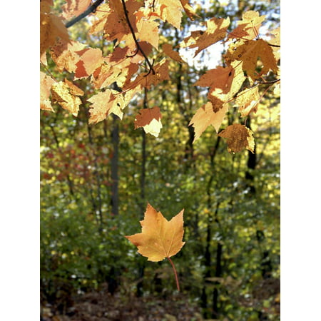 Single Leaf Falls from Tree, Autumn Foliage Print Wall Art By Dennis